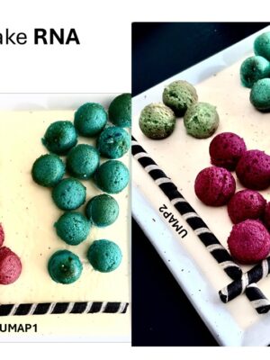 <b>s</b>ingle <b>c</b>ake RNA